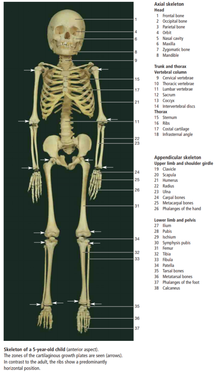 Detail Gambar Sistem Muskuloskeletal Nomer 8