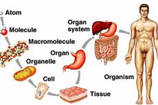 Detail Gambar Sistem Organ Nomer 20