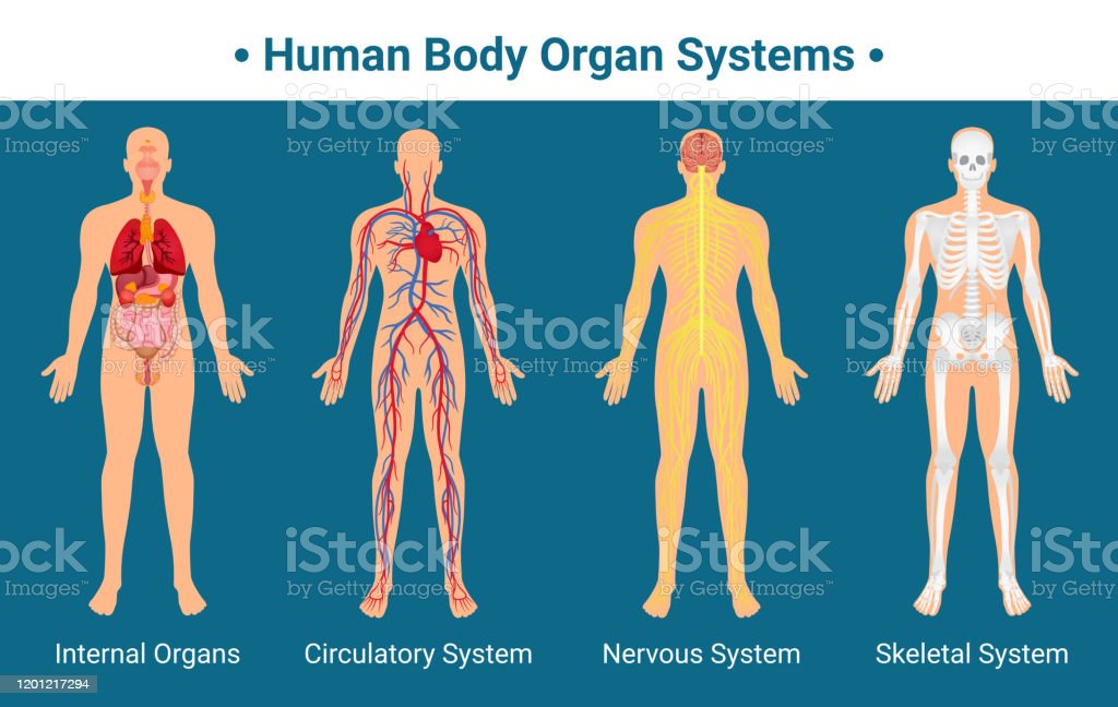 Detail Gambar Sistem Organ Nomer 32