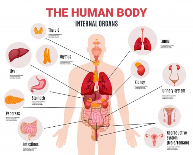 Detail Gambar Sistem Organ Nomer 8