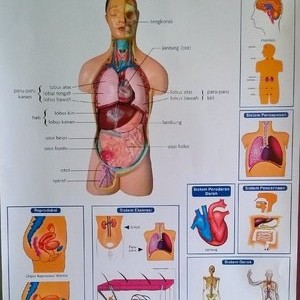 Detail Gambar Sistem Organ Nomer 9
