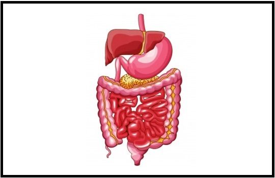 Detail Gambar Sistem Organ Pencernaan Nomer 35