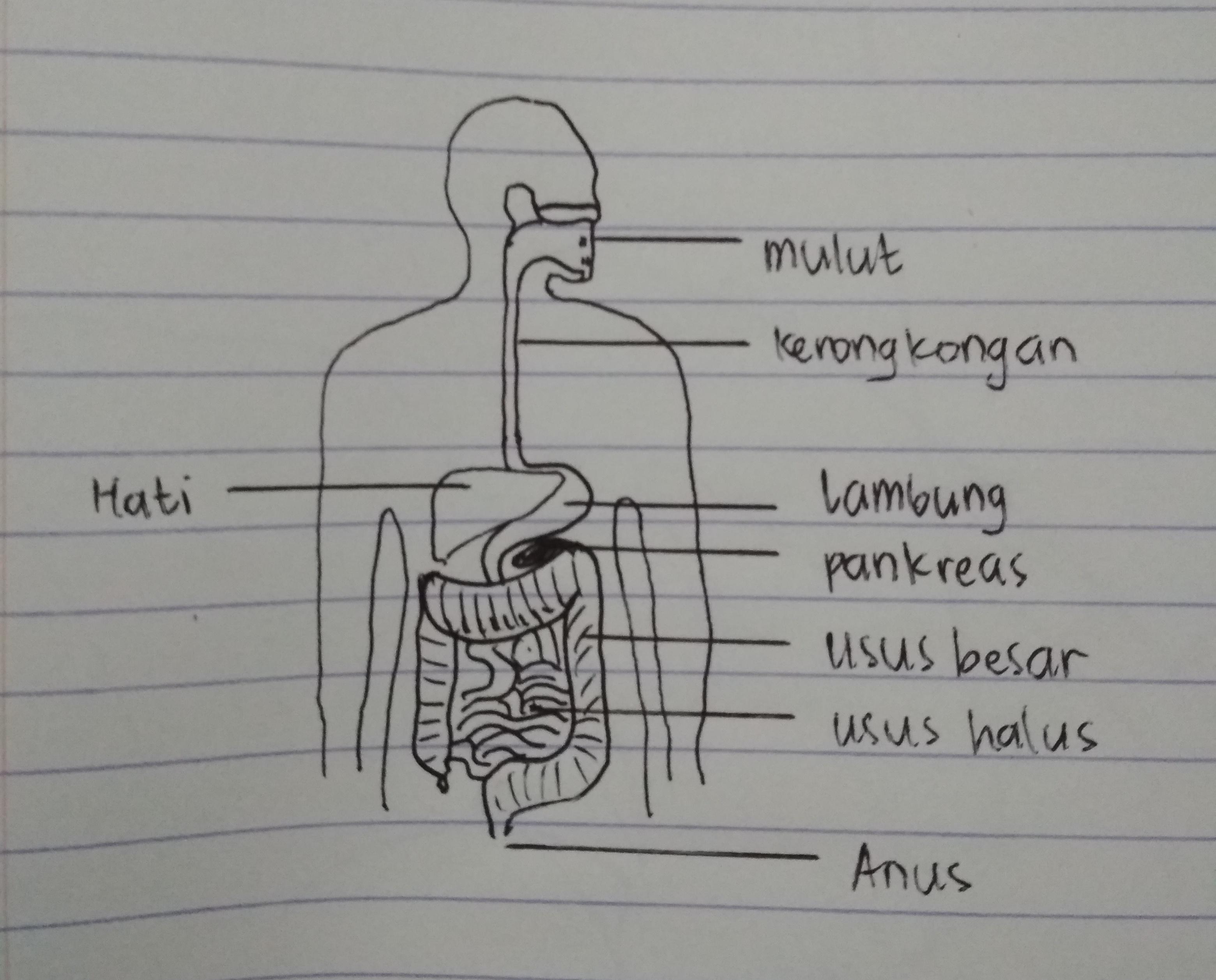 Detail Gambar Sistem Organ Pencernaan Nomer 44