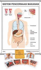 Detail Gambar Sistem Organ Pencernaan Nomer 55
