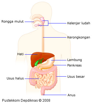 Detail Gambar Sistem Organ Pencernaan Nomer 9