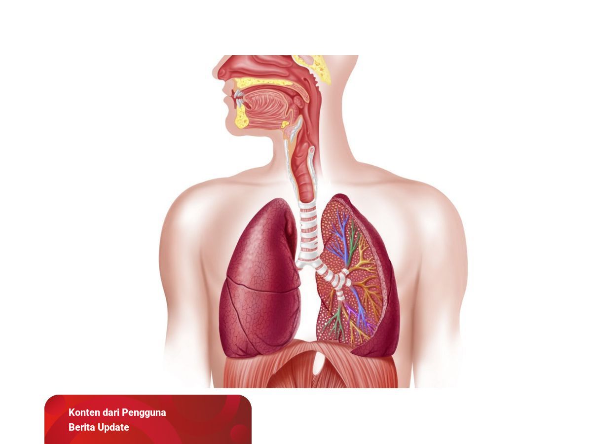 Detail Gambar Sistem Organ Pernapasan Nomer 16