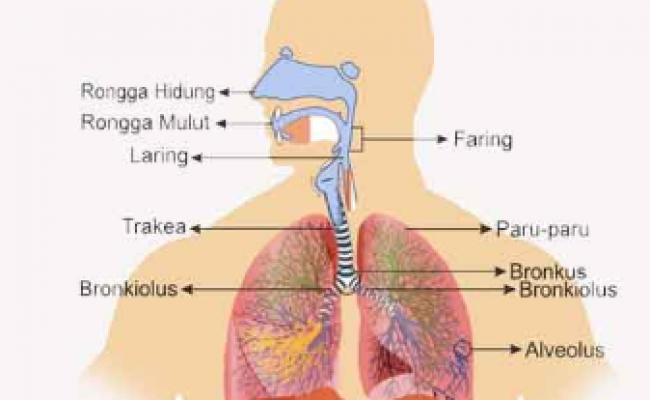 Detail Gambar Sistem Organ Pernapasan Nomer 18