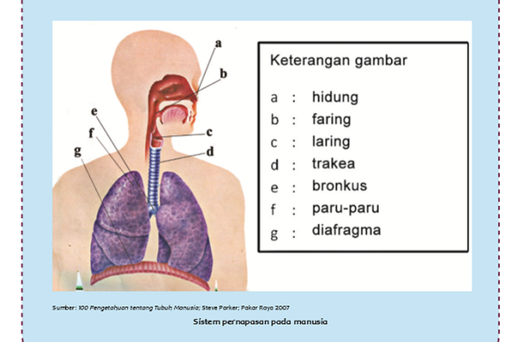 Detail Gambar Sistem Organ Pernapasan Nomer 20