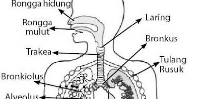 Detail Gambar Sistem Organ Pernapasan Nomer 35