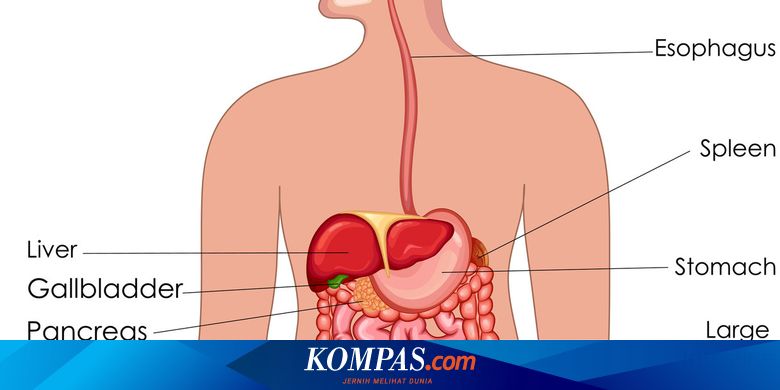 Detail Gambar Sistem Organ Pernapasan Nomer 41