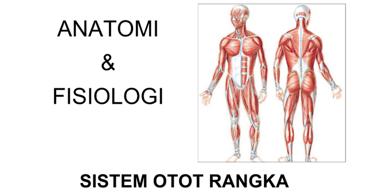 Detail Gambar Sistem Otot Nomer 19