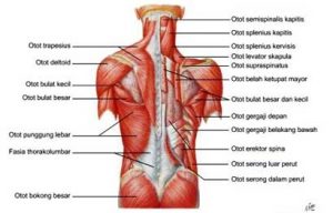 Detail Gambar Sistem Otot Nomer 45