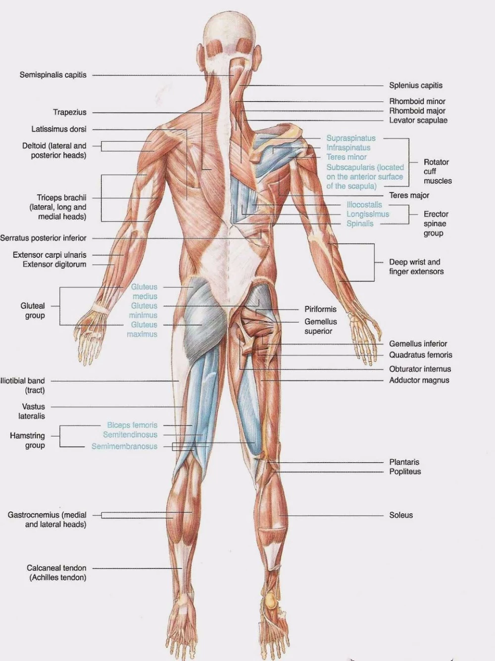 Detail Gambar Sistem Otot Nomer 55