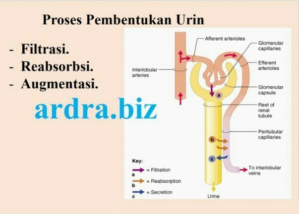 Detail Gambar Sistem Pembentukan Urine Nomer 23