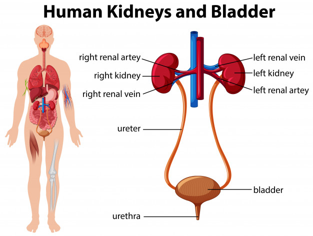 Detail Gambar Sistem Pembentukan Urine Nomer 31