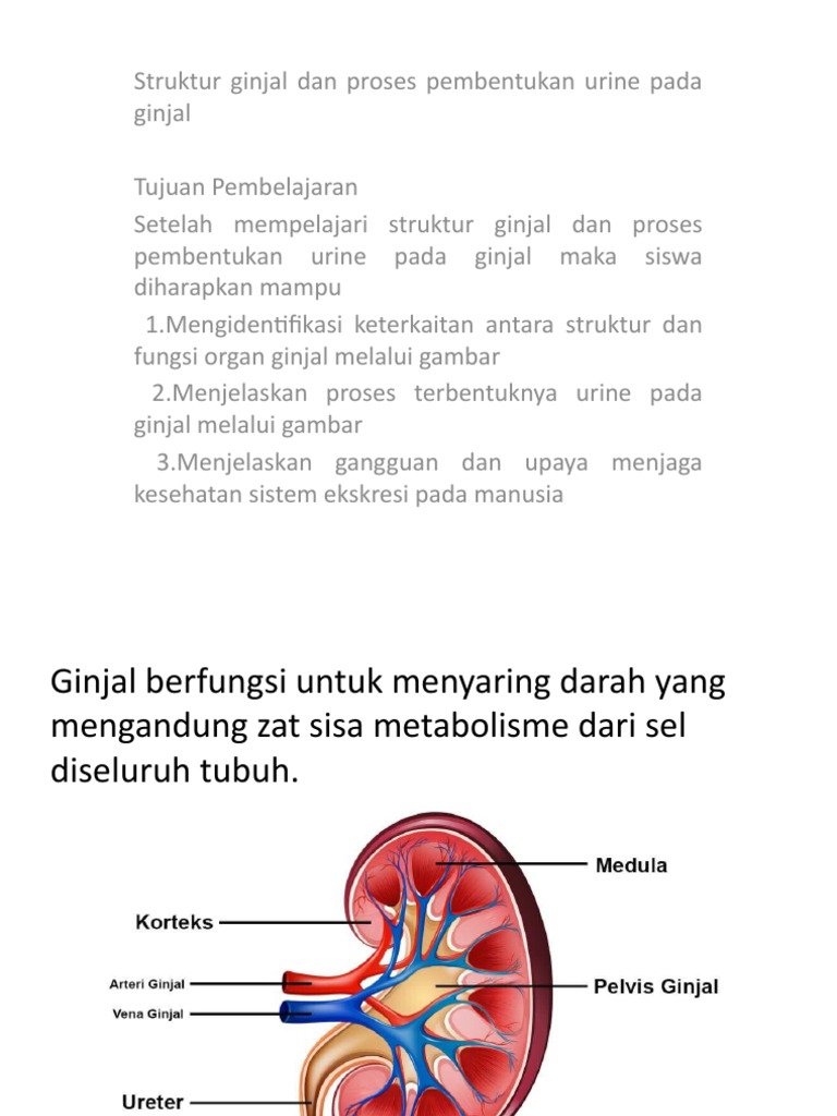 Detail Gambar Sistem Pembentukan Urine Nomer 36