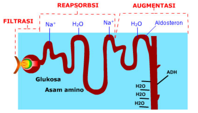 Detail Gambar Sistem Pembentukan Urine Nomer 41