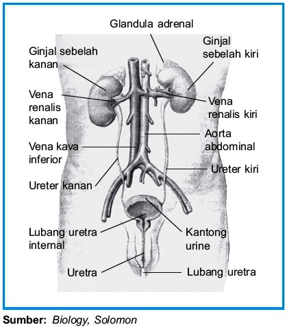 Detail Gambar Sistem Pembentukan Urine Nomer 42