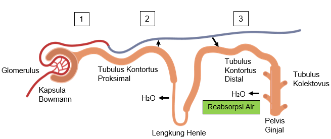 Detail Gambar Sistem Pembentukan Urine Nomer 43