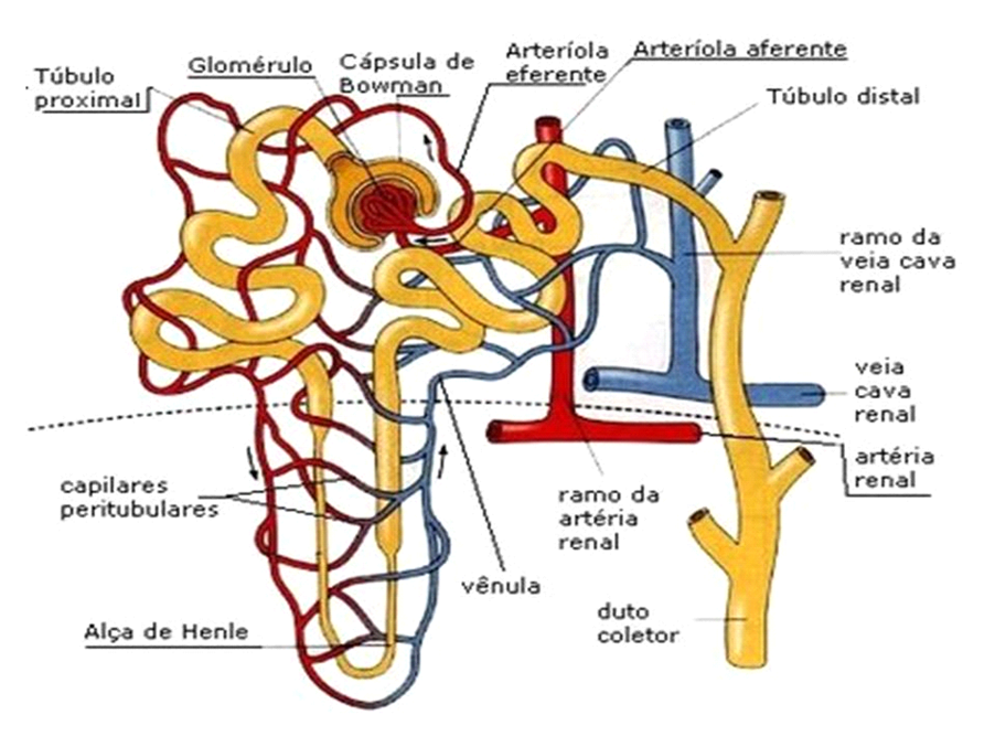 Detail Gambar Sistem Pembentukan Urine Nomer 48