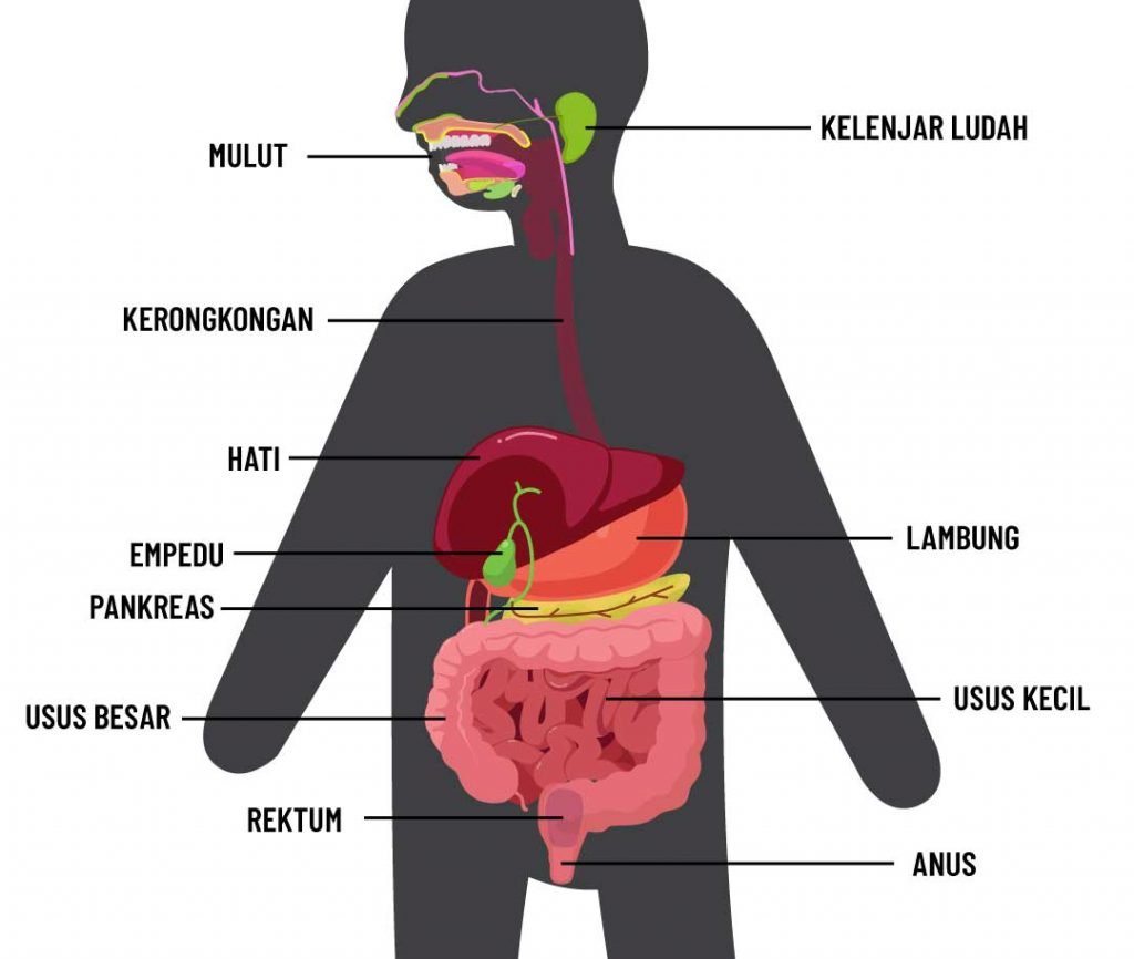 Detail Gambar Sistem Pencernaan Nomer 16
