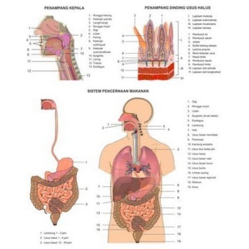 Detail Gambar Sistem Pencernaan Nomer 35
