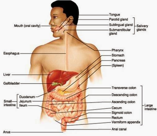 Detail Gambar Sistem Pencernaan Nomer 37