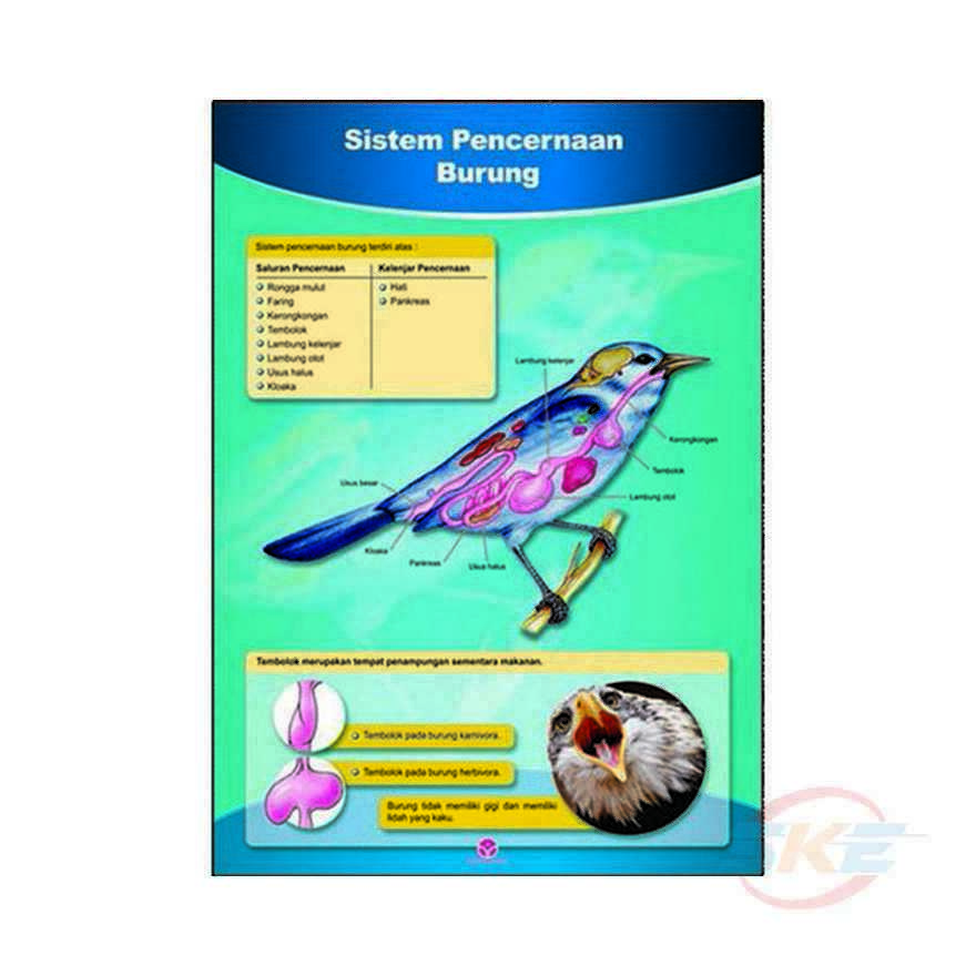 Detail Gambar Sistem Pencernaan Burung Nomer 19