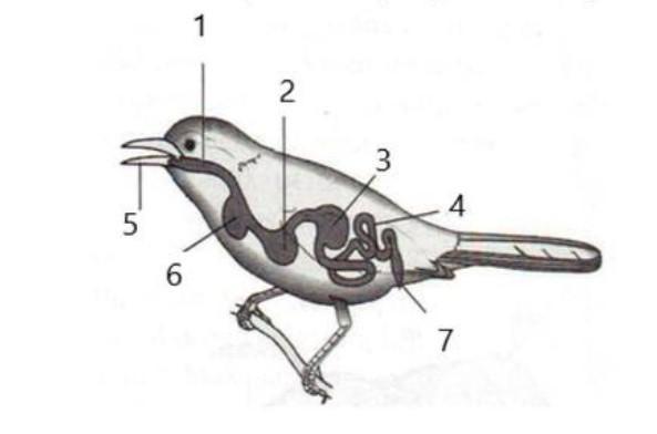 Detail Gambar Sistem Pencernaan Burung Nomer 41