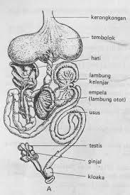 Detail Gambar Sistem Pencernaan Burung Nomer 43