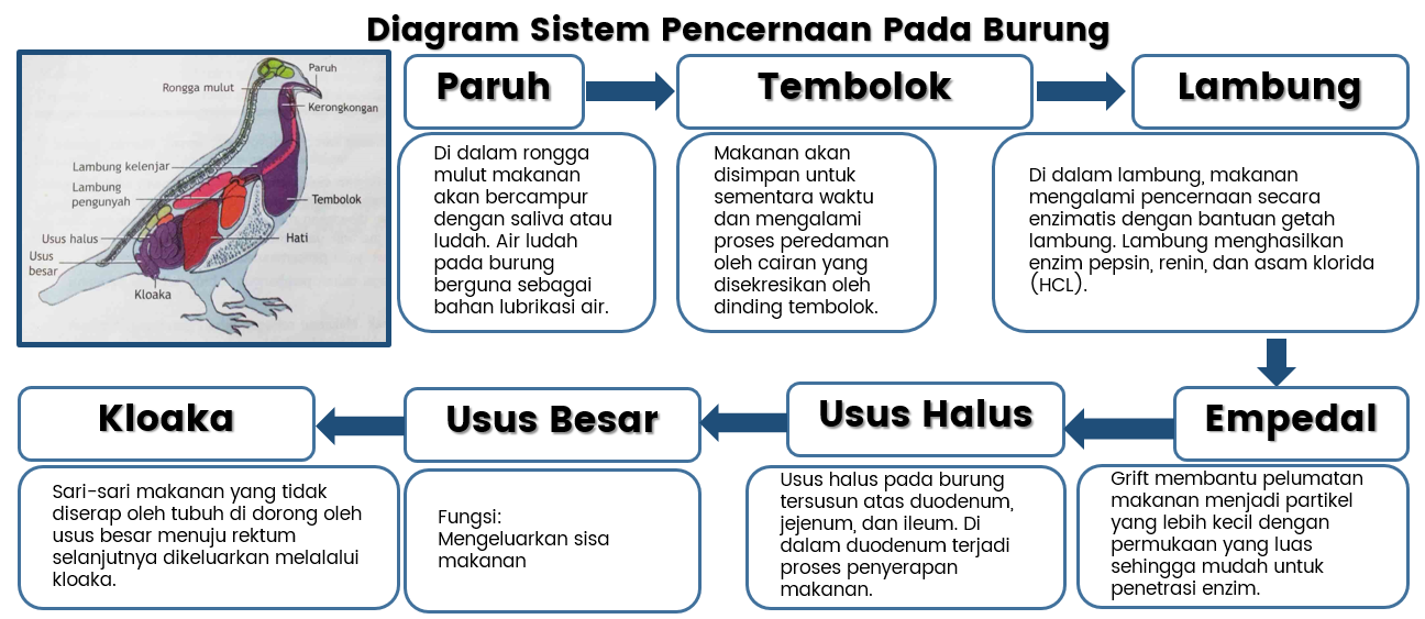 Detail Gambar Sistem Pencernaan Burung Nomer 6