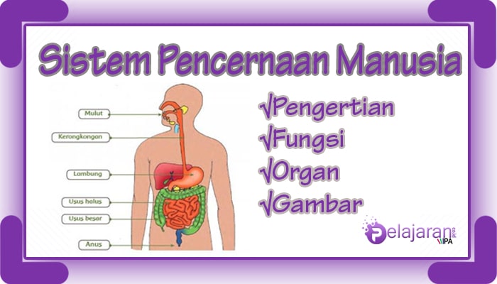 Detail Gambar Sistem Pencernaan Dan Bagian Bagiannya Nomer 30