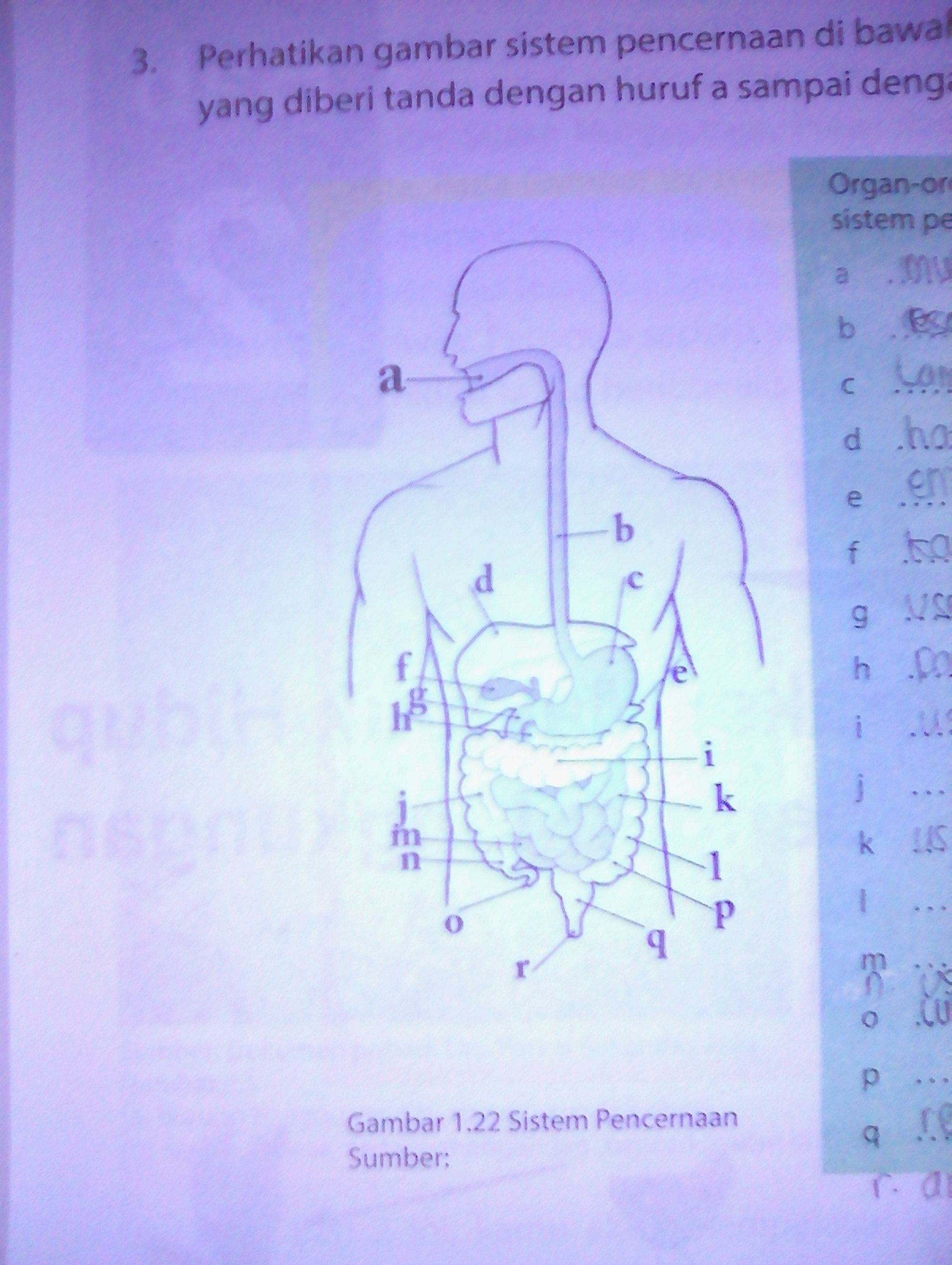 Detail Gambar Sistem Pencernaan Dan Bagian Bagiannya Nomer 46