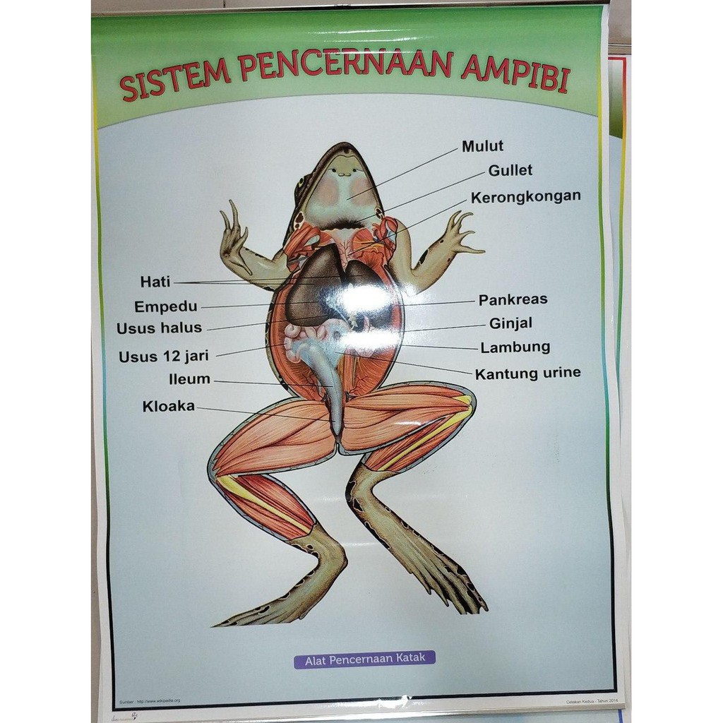 Detail Gambar Sistem Pencernaan Hewan Nomer 23