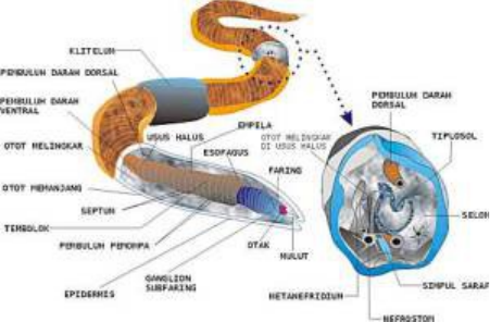 Detail Gambar Sistem Pencernaan Hewan Nomer 32