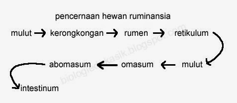 Detail Gambar Sistem Pencernaan Hewan Nomer 55