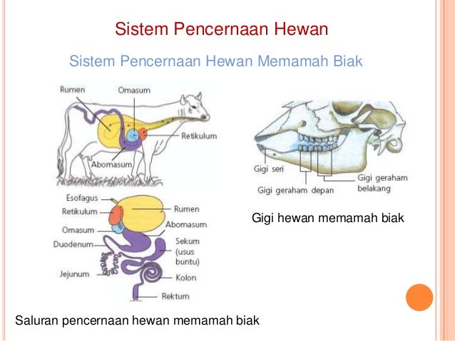 Detail Gambar Sistem Pencernaan Hewan Nomer 56