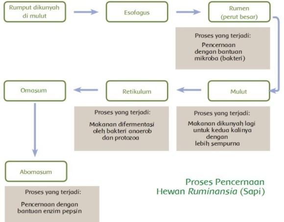 Detail Gambar Sistem Pencernaan Hewan Ruminansia Nomer 23