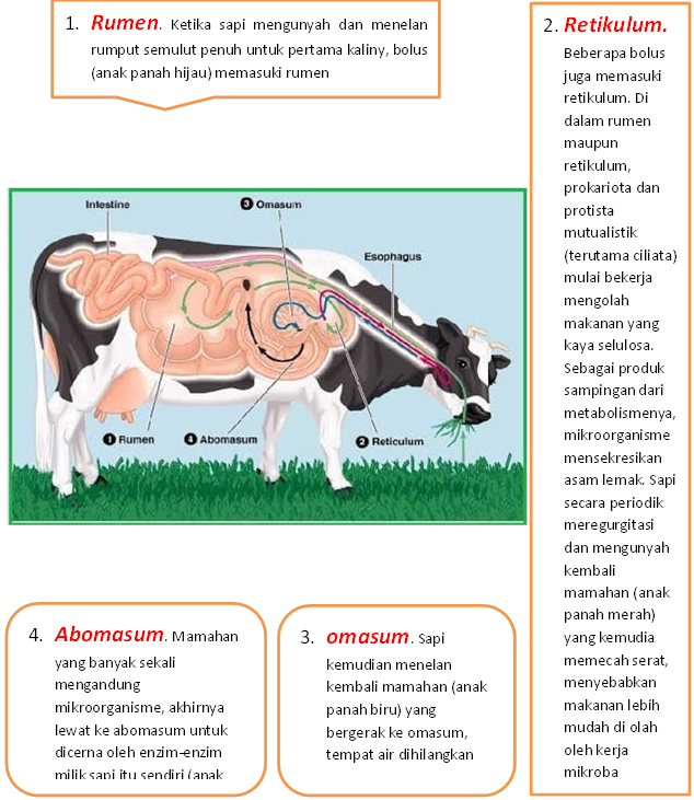 Detail Gambar Sistem Pencernaan Hewan Ruminansia Nomer 24