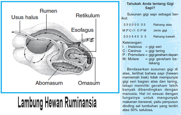 Detail Gambar Sistem Pencernaan Hewan Ruminansia Nomer 27