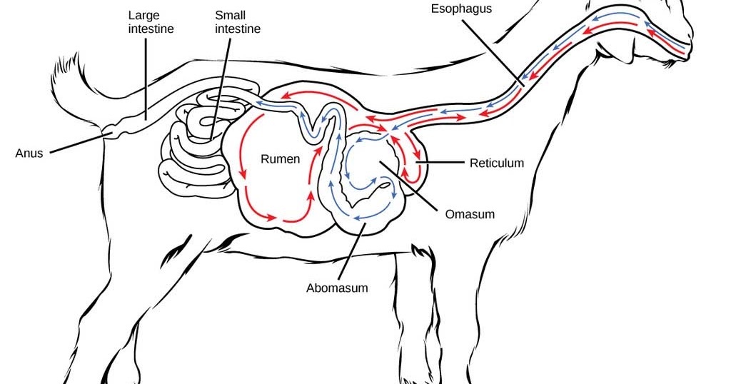 Detail Gambar Sistem Pencernaan Hewan Ruminansia Nomer 33