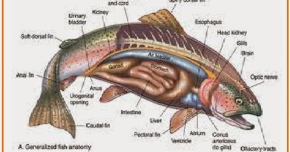 Detail Gambar Sistem Pencernaan Ikan Nomer 10