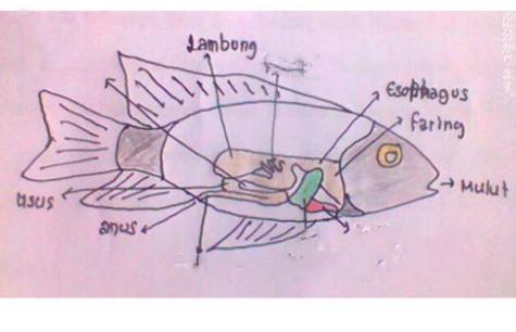 Detail Gambar Sistem Pencernaan Ikan Nomer 11