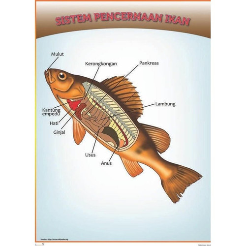 Detail Gambar Sistem Pencernaan Ikan Nomer 15