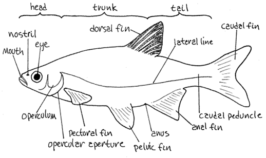 Detail Gambar Sistem Pencernaan Ikan Nomer 16