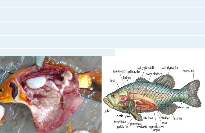 Detail Gambar Sistem Pencernaan Ikan Nomer 17