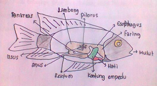 Detail Gambar Sistem Pencernaan Ikan Nomer 18
