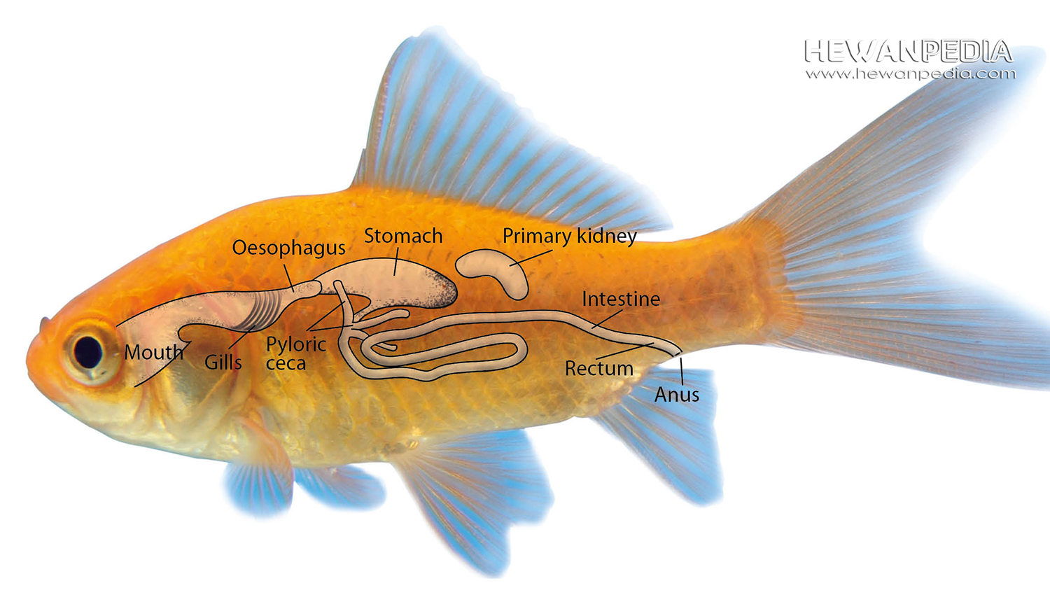 Detail Gambar Sistem Pencernaan Ikan Nomer 2