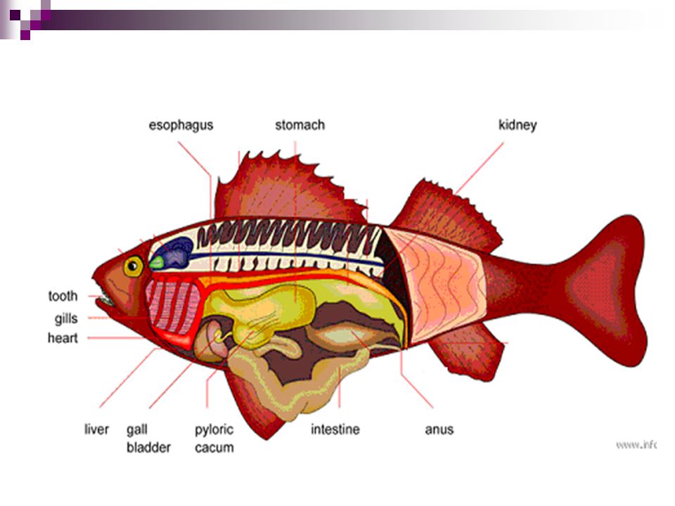 Detail Gambar Sistem Pencernaan Ikan Nomer 27