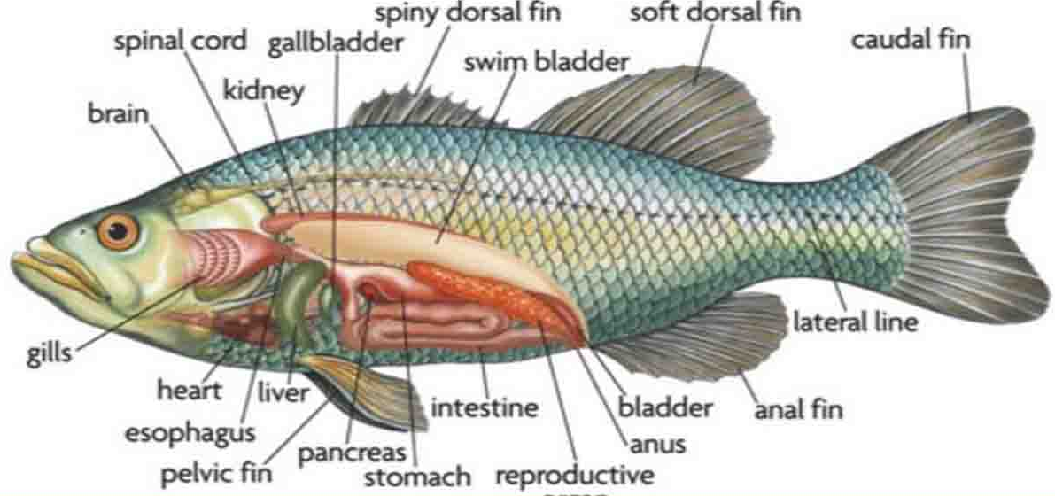 Detail Gambar Sistem Pencernaan Ikan Nomer 29